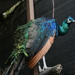 peacock2