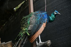 peacock2